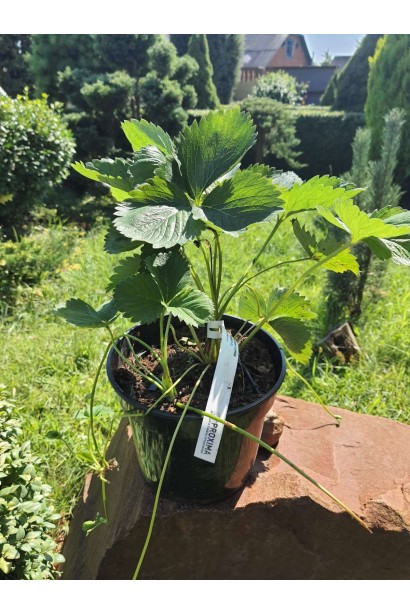 Полуниця Мурано - 3л/вис.25-30см/Ø20-30см